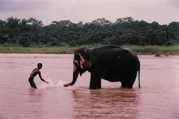 Bathing an Elephant