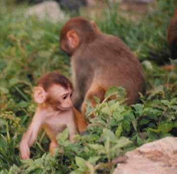 Monkeys at Swayambunath